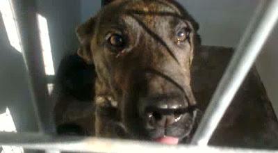 Ayuda para Ginyu,solo es un bebé de 6 meses y lleva mucho tiempo creciendo en la perrera!