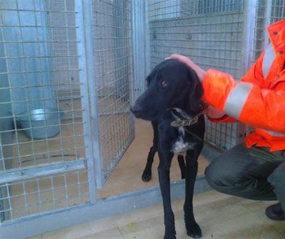 Monina, una perrita aterrada en la perrera. Su anterior dueño la tuvo siempre atada y aislada. SOS Madrid.