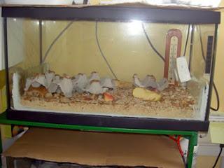 Sistema de calefacción para acuario (calentador) Temperatura del Acuario