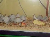 Sistema calefacción para acuario (calentador) Temperatura Acuario