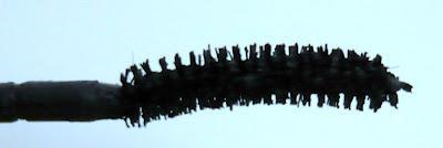 Maybelline Pestañas Postizas BLACK DRAMA