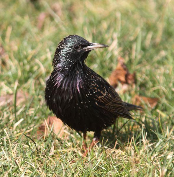 STURNUS VULGARIS-ESTORNINO PINTO