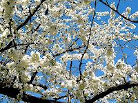 Agrigento en febrero: fiesta del almendro en flor