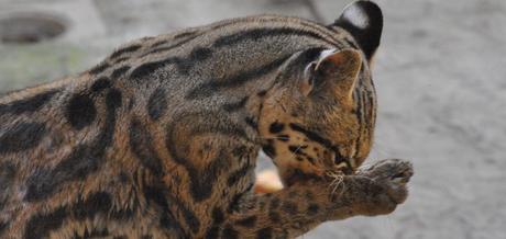 Qué ver en Tegucigalpa, la gran capital de Honduras