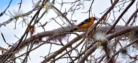 Qué ver en Tegucigalpa, la gran capital de Honduras