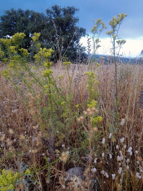 MONTE DEL PARDO, BOTÁNICA IV MONTE DEL PARDO, BOTÁNICA IV