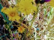 Monte pardo, botánica