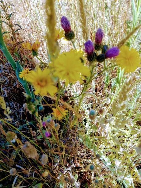 MONTE DEL PARDO, BOTÁNICA IV MONTE DEL PARDO, BOTÁNICA IV