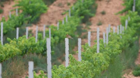 Escribano soteño entre los viñedos