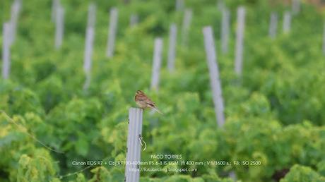 Escribano soteño entre los viñedos