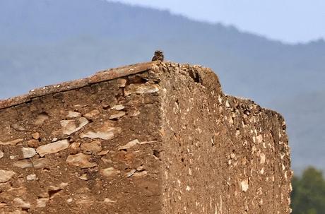 Mochuelo Europeo vigilando desde el tejado Mochuelo Europeo vigilando desde el tejado