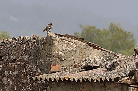 Mochuelo Europeo vigilando desde el tejado Mochuelo Europeo vigilando desde el tejado