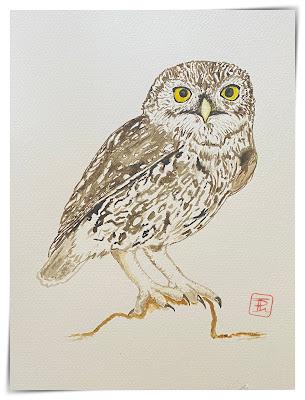 Mochuelo Europeo vigilando desde el tejado Mochuelo Europeo vigilando desde el tejado