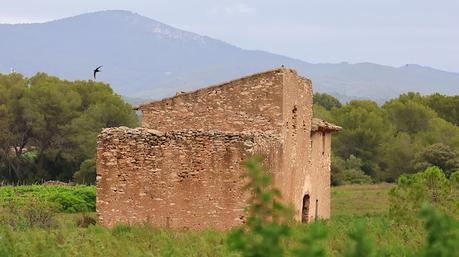 Mochuelo Europeo vigilando desde el tejado Mochuelo Europeo vigilando desde el tejado