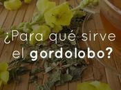 ¿Para sirve gordolobo?