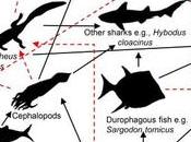 científicos descubierto verdadera identidad antiguo lagarto marino.