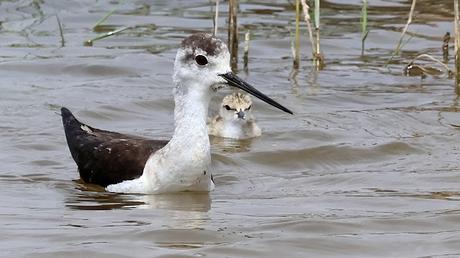 Cigüeñuela común vigilando a su cría en el agua