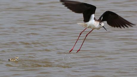 Cigüeñuela común vigilando a su cría en el agua