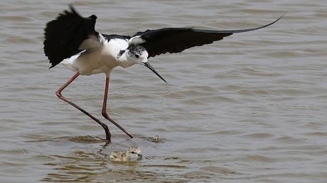 Cigüeñuela común vigilando a su cría en el agua