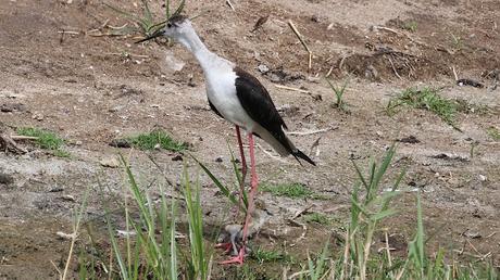 Un pollo de Cigüeñuela común