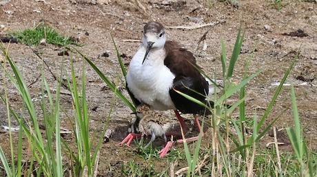 Un pollo de Cigüeñuela común