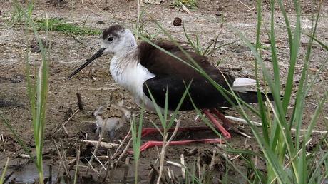 Un pollo de Cigüeñuela común