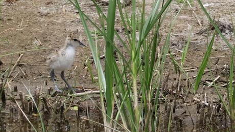 Un pollo de Cigüeñuela común