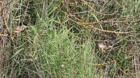 Avetorillo con sus crías