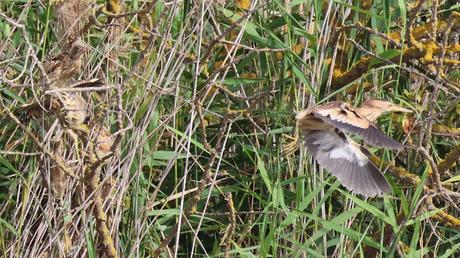 Avetorillo con sus crías