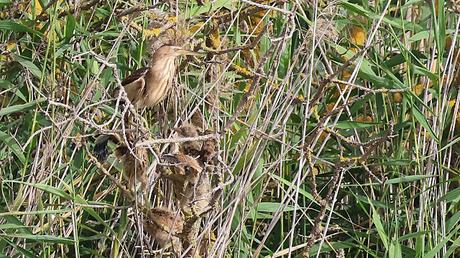 Avetorillo con sus crías