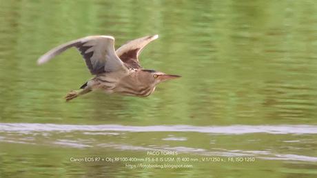 Avetorillo con sus crías