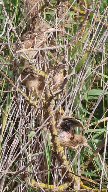 Avetorillo con sus crías