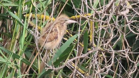 Avetorillo con sus crías