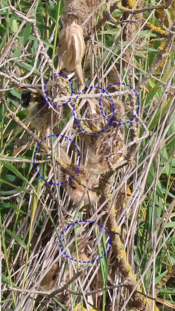 Avetorillo con sus crías