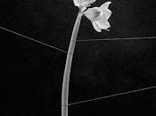 Trentemøller estrena Dreamweavers