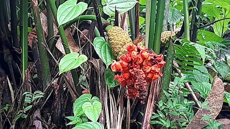 ECUADOR : UNA INCURSIÓN EN LA AMAZONIA DESDE TENA ECUADOR : UNA INCURSIÓN EN LA AMAZONIA DESDE TENA