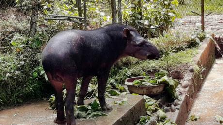 ECUADOR : UNA INCURSIÓN EN LA AMAZONIA DESDE TENA ECUADOR : UNA INCURSIÓN EN LA AMAZONIA DESDE TENA