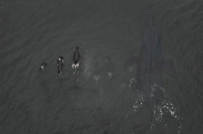 Recorriendo la línea temporal de la saga jurásica (y IV)