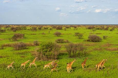 Impresionantes imágenes confirman la mayor migración terrestre de mamíferos de la historia Una jirafa corre por un campo en Sudán del Sur. El cielo es azul y la hierba muy verde.