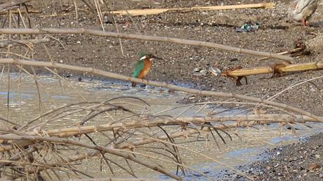 Los primeros blauets de la temporada en Sant Adrià de Besòs
