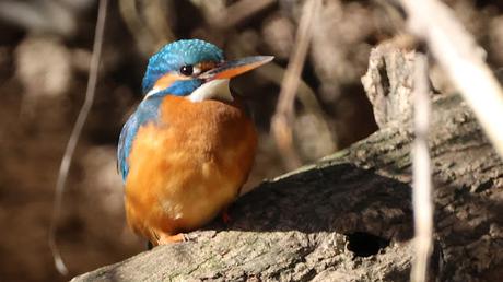 Los primeros blauets de la temporada en Sant Adrià de Besòs