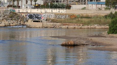 Los primeros blauets de la temporada en Sant Adrià de Besòs