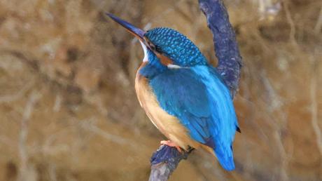 Los primeros blauets de la temporada en Sant Adrià de Besòs