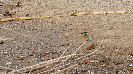 Los primeros blauets de la temporada en Sant Adrià de Besòs