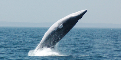 Licencia para matar ballenas.