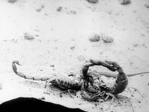 Edad de oro, la (L' Âge d'or) (Francia, 1930)