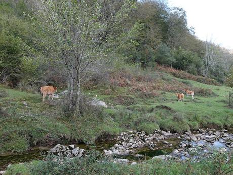 Covadonga-Orandi-La Porra d´Enol-Priena