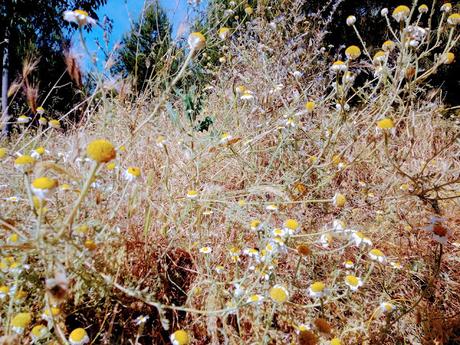 MONTE DEL PARDO, BOTÁNICA V