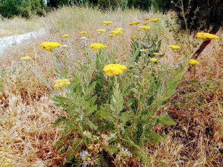 MONTE DEL PARDO, BOTÁNICA V