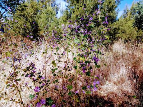MONTE DEL PARDO, BOTÁNICA V